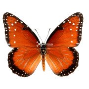 The Queen butterfly